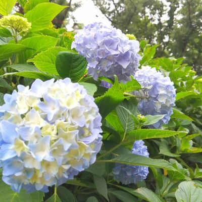 so_pocho's profile picture. 小学生と未就学児のきょうだいママ。
文章を考えるのが苦手…