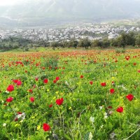 ابووليد (@abowleedf2) 's Twitter Profile