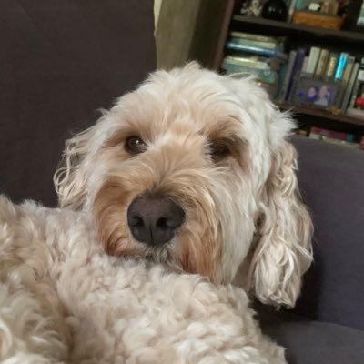 reecepearlman's profile picture. so much yet so little
