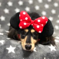 rin🏠🪜 (@kota___natsu) Twitter profile photo