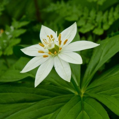 nardisさんのプロフィール画像