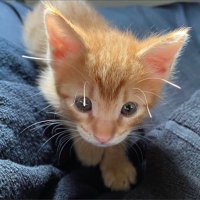 かわいいまめかわいいゆた (@kawaiimame_twit) 's Twitter Profile Photo