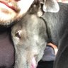 RocketD0gg's profile picture. Retired greyhounds, NUFC, animal lover and exercise enthusiast. Post and ghost, can't be arsed! For those who have no voice. British and proud!