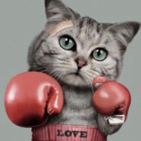 Corbinot (@corbinot94) 's Twitter Profile