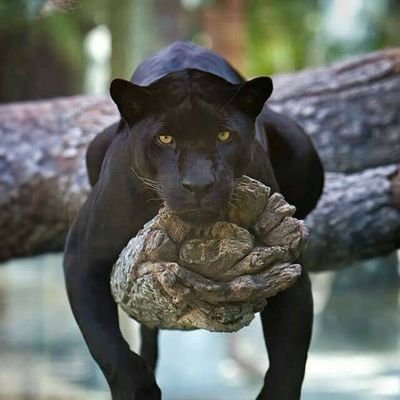 shittysmith_'s profile picture. corrupted.