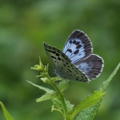 趣味アカのはずがほぼ蝶のみになってます。
無言フォロー失礼します。