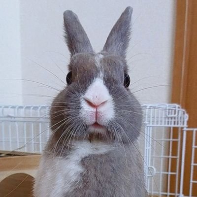 2018年2月15日生まれ4月8日お迎え。
ネザーランドドワーフ🐰♂のかんたです。
初めてのうさ飼いです。
動物全般好き🐶。
(くり:ネザーランドドワーフ♂
2020年6月6日生まれ7月17日お迎え)
コメント、いいね、RTありがとうございます☺️