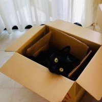 ネコノ骨 (@neko_skt) 's Twitter Profile