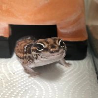 こーすけ (@ksk_931226) Twitter profile photo