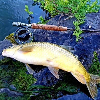 004Amaan's profile picture. 🎣