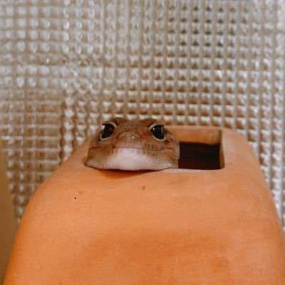 かほ 爬虫類垢 うちの温室大公開 O ニトリで買ったメタルラックを断熱材で囲って内側に100均の断熱シートを貼り 暖突ロングとmを設置 暖かい空気は上に行くのでロングだけサーモを付けてます これ全部1人で頑張って作ったよ 簡易温室 爬虫類 かほ 爬虫類垢 うちの温室大公開 O ニトリで買ったメタルラックを断熱材で囲って内側に100均の断熱シートを貼り 暖突ロングとmを設置 暖かい空気は上に行くのでロングだけサーモを付けてます これ全部1人で頑張って作ったよ 簡易温室 爬虫類
