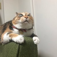 めじ (@shinkonjisui) Twitter profile photo