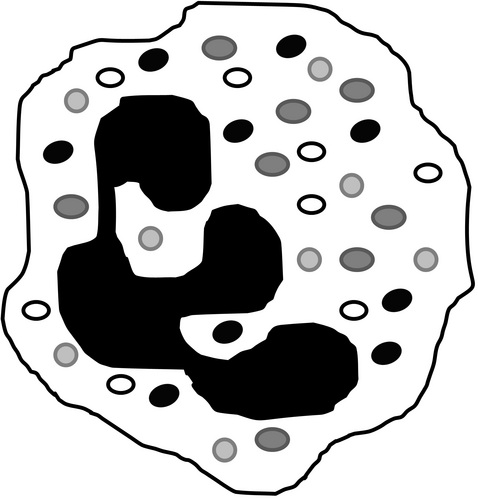 Liverpool Neutrophil Lab