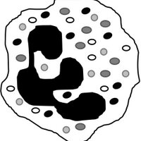 Liverpool Neutrophil Lab (@livneutrophil) 's Twitter Profile Photo Liverpool Neutrophil Lab (@livneutrophil) 's Twitter Profile Photo
