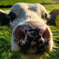 Ballymacarn Holsteins (@ballymacarn) 's Twitter Profile