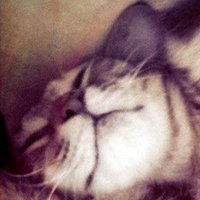 sib (@sib) 's Twitter Profile