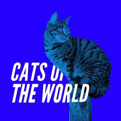 Cats of the world