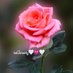 𝓣𝓮𝓷𝓪𝓬𝓲𝓽𝔂 💖 (@tantenacity74) Twitter profile photo 𝓣𝓮𝓷𝓪𝓬𝓲𝓽𝔂 💖 (@tantenacity74) Twitter profile photo
