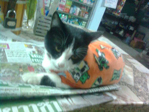 Losofamily's profile picture. 