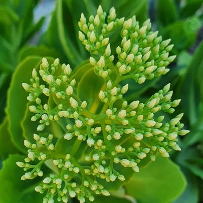 Weblecture's profile picture. 