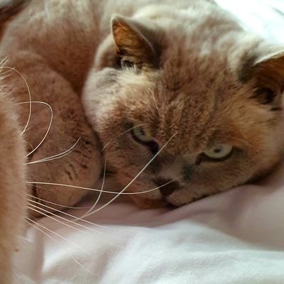 Sue_Staples's profile picture. Views and opinions all stolen from other people.  The cats are mine though.

https://t.co/tEesrzqo0l