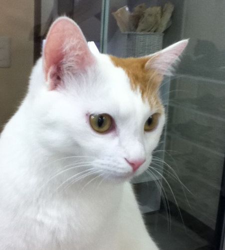 にゃんこ・水族館・コブクロ好き。お気に入り猫ブログを横流しpostもしてます。夢は猫と暮らすこと！2015年7月に長男を出産した新米母ちゃん。転職して更に仕事と育児に奮闘中。