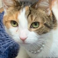 Housecat Who Watches MMA (@who_mma) 's Twitter Profile Photo