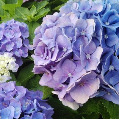 あじさいさんのプロフィール画像