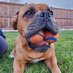DK (@leftydoggos) Twitter profile photo DK (@leftydoggos) Twitter profile photo