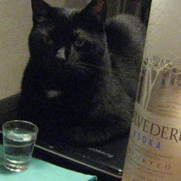 The Black Vodka Cat