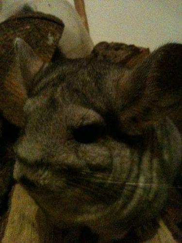 MacyChinchilla's profile picture. I am a chinchilla, hear me roar, or
 tweet. The front room is my hood, my cage is my crib. I chew therefore I am. Fluffy don't always mean cuddly, you get me?