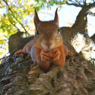 R_squirrel_Rさんのプロフィール画像