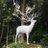 amon_ouen
