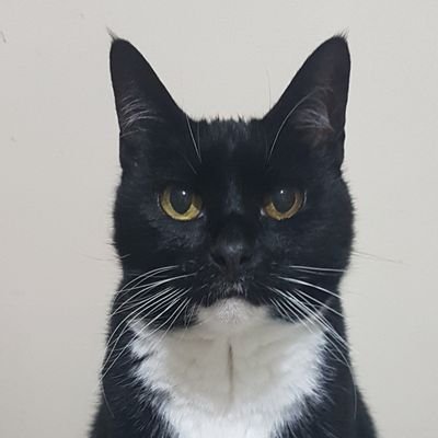 nukkamoii's profile picture. 