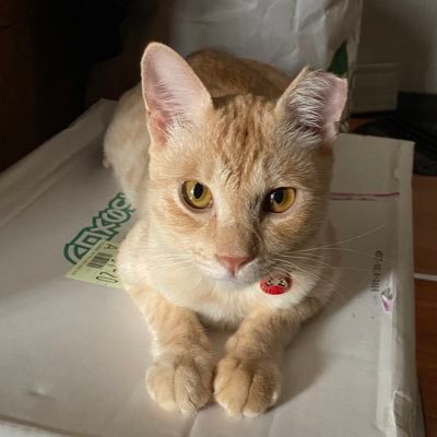 amanatujule's profile picture. 「スカーレット」からの松下洸平さん絶賛応援中💕💕 💕k'sroom住人Snow Man箱推しめめこじ担🖤🧡