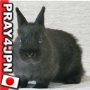 yukinausagi's profile picture. #helpjapan #prayforjapan