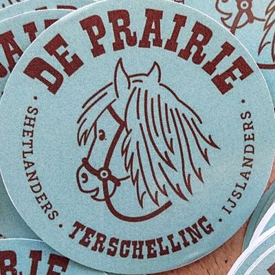 Shetlanders en IJslanders de Prairie Terschelling 🦄 paard-en ponyrijden met je hart 💚 duinbegrazing 🌾 eko 🐎 @dePrairie.bsky.social