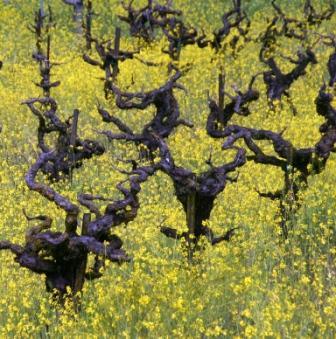 lodiwines