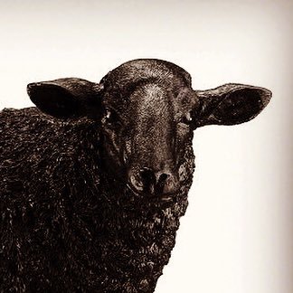 cirenavarro's profile picture. 