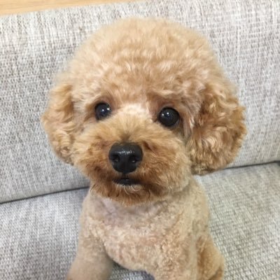 kohanapapa's profile picture. 