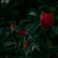Muhammad RAFIF (@muhamma34032218) 's Twitter Profile