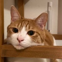 だいじろう (@mini10_kenken) 's Twitter Profile