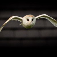 Shropshire Wildlife Photographer (@shropshirewild2) 's Twitter Profile