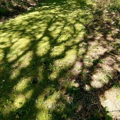 NoMagicMoneyTr1's profile picture. I exist to postively disprove my non- existence by demonstrating that reports of my non-existence May have been greatly exaggerated a bit.🤔