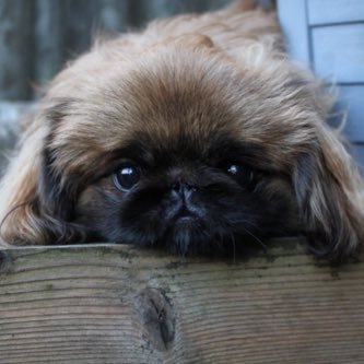 ペキニーズ専門犬舎🐾Japan🇯🇵Niigata🌾 10年以上かけてワンランク上のペキニーズを目指してきました。チャンピオン犬の子犬も生まれています。骨格、毛吹、色素、お顔自信あり◎ 直接のお取引きも可能、お気軽にDMどうぞ！ Thank you. We are the best family❤