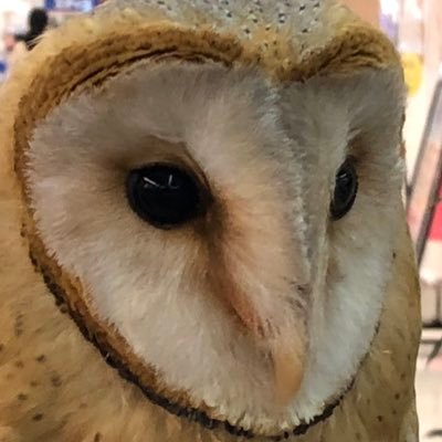 EOPe6qoOkGkSwyl's profile picture. ちゃちゃまるスキーです