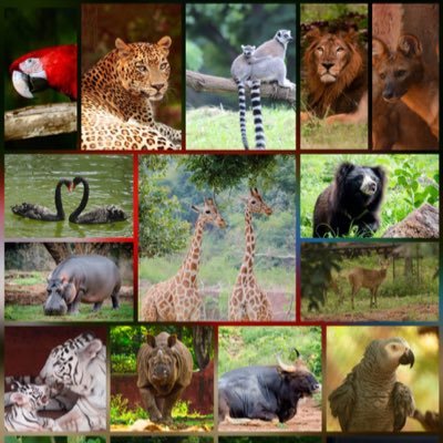 Official handle - A large category zoo in the State of Andhra Pradesh, India #supporting ex-situ conservation #wildlife and #environment conservation