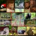 Indira Gandhi Zoological Park, Visakhapatnam (@vizagzoo_igzp) Twitter profile photo Indira Gandhi Zoological Park, Visakhapatnam (@vizagzoo_igzp) Twitter profile photo