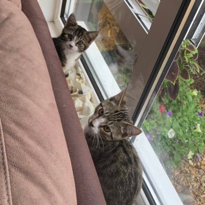 We are Pebbles and Flint the Cutie Cats. We live in Wales with mum, nanny and 2 little uncles. Mummy is @lauzjw. You can find us on insta @pebbles_thecutiecat