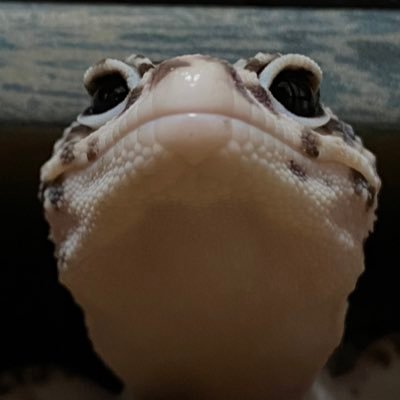 かちゅさんのプロフィール画像